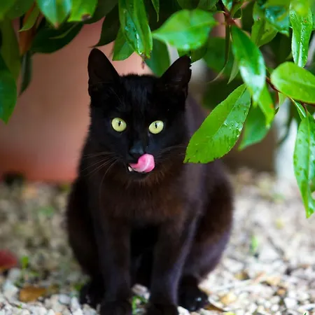 Silver Tree سبليت